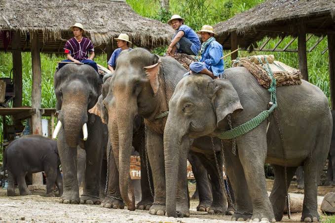 Elephant sanctuary